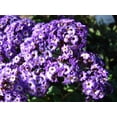 thumbnail image 1 of 50 Blue MARINE HELIOTROPE Heliotropium Arborescens Flower Seeds, 1 of 6