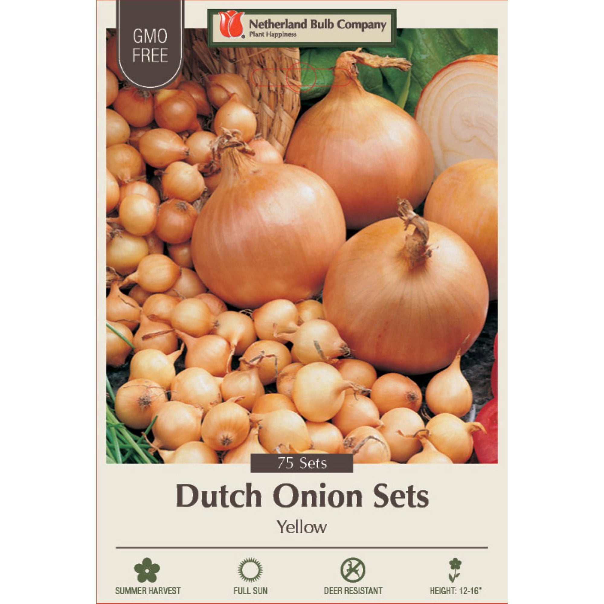 Stuttgarter Pickle Riesen Yellow Onion Sets - 75 Bulbs - Sweet Taste