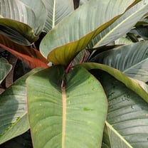 Outsidepride Banana Ensete Plant Seed - 20 Seeds