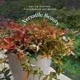 thumbnail image 2 of American Plant Exchange Jasmine Summer Sunset, Colorful Live Plant, 6-Inch Pot, Vining Foliage, 2 of 6