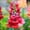 Carmine, variant on Snapdragon Flower Seeds - Sonnet Series F1 - 1000 Seeds - Mix Colored Blooms - Annual Flower Garden - Border Flowers