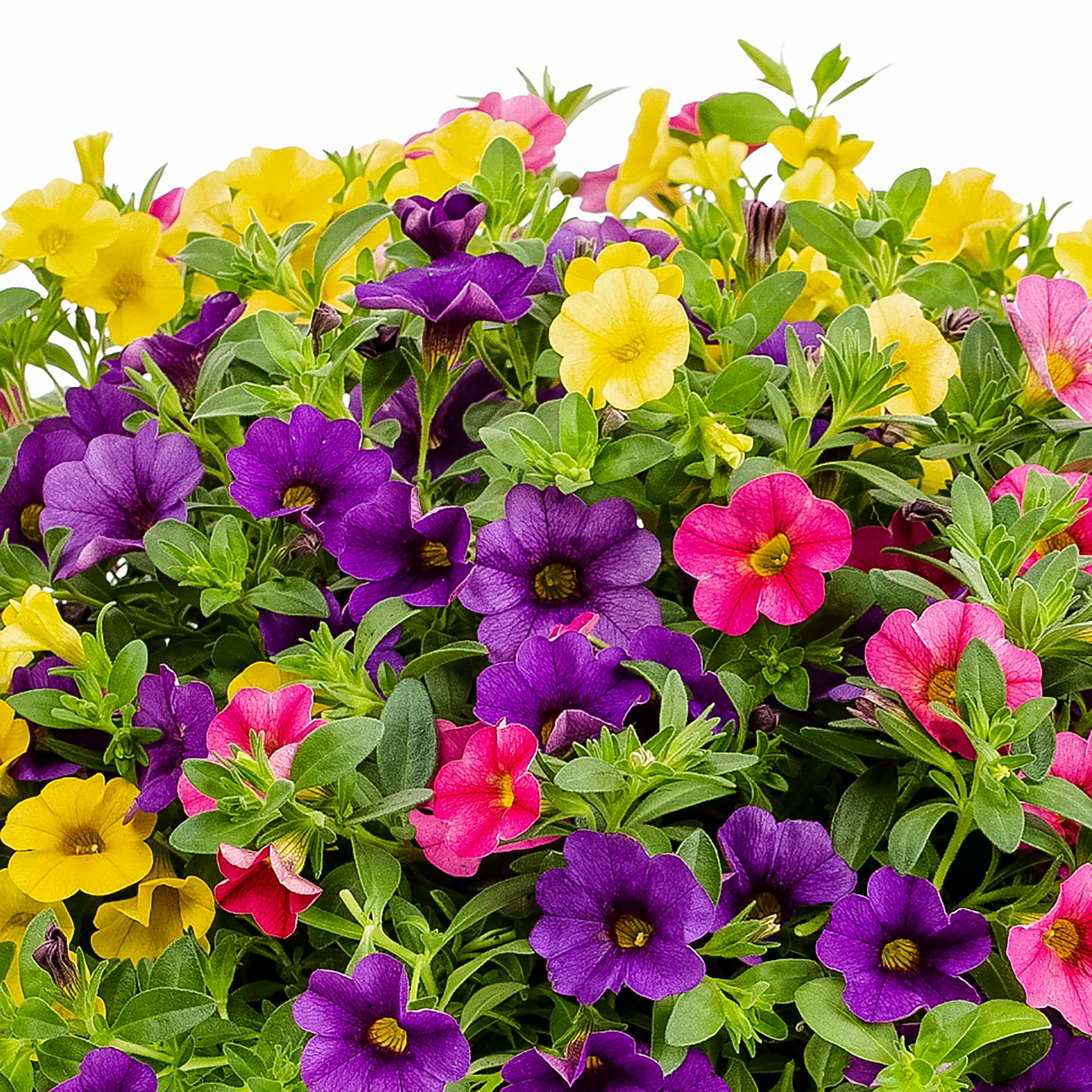 Containers Made Easy 1.5gal Multicolor Calibrachoa Sundance Mix Live Annual Plant Sun