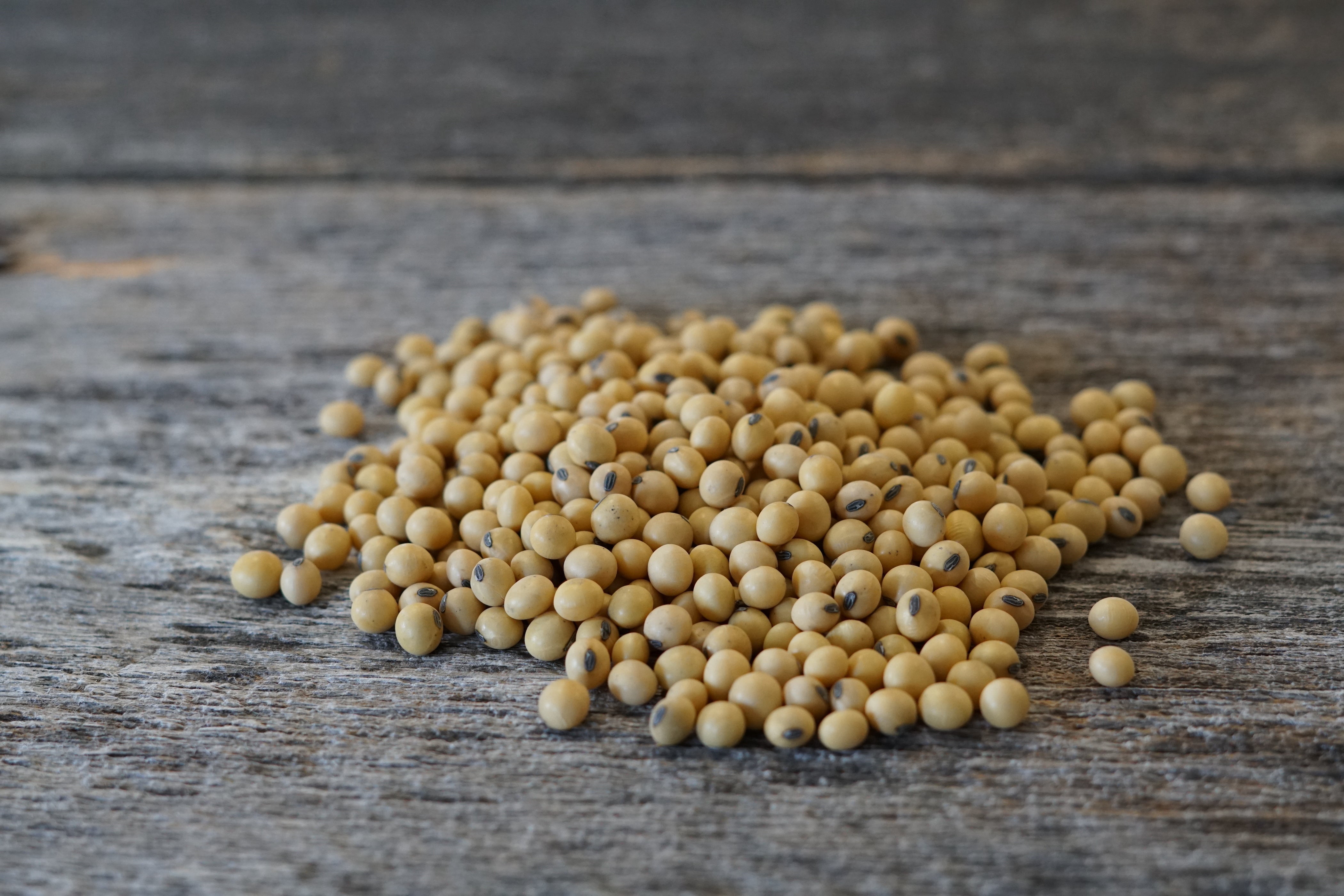 Hale Habitat & Seed Conventional Soybean Food Plot Seed, 5 lbs