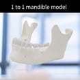 thumbnail image 3 of Yokua Adult Lower Jaw Bone Model Lower Jaw Model Teaching Aid for Science Class, 3 of 11