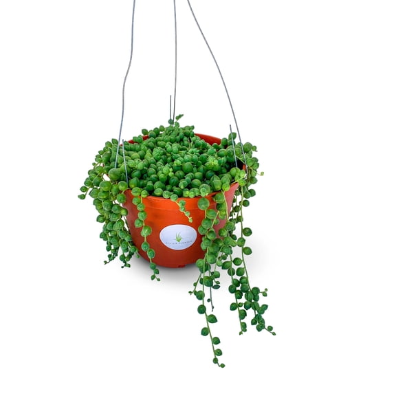 String of Pearls Succulents in 6" Hanging Basket