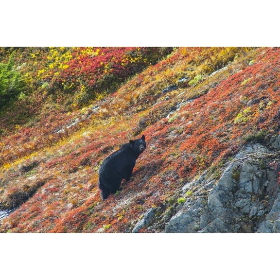 Posterazzi DPI12288675 Black Bear Standing On A Colorful Autumn Hillside Kenai Fjords National Park Southcentral Alaska Poster Print by Michael Jones, 19 x 12