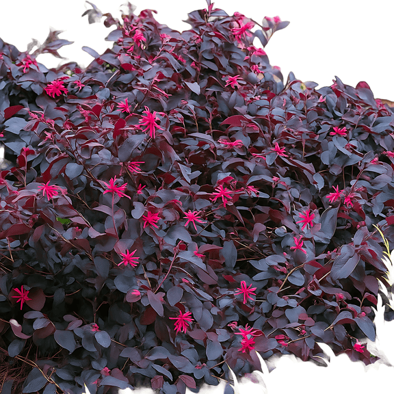 Purple Diamond Loropetalum Live Shrub, 3 Gallon Pot, Evergreen Shrub with Purple Foliage and Pink Blooms