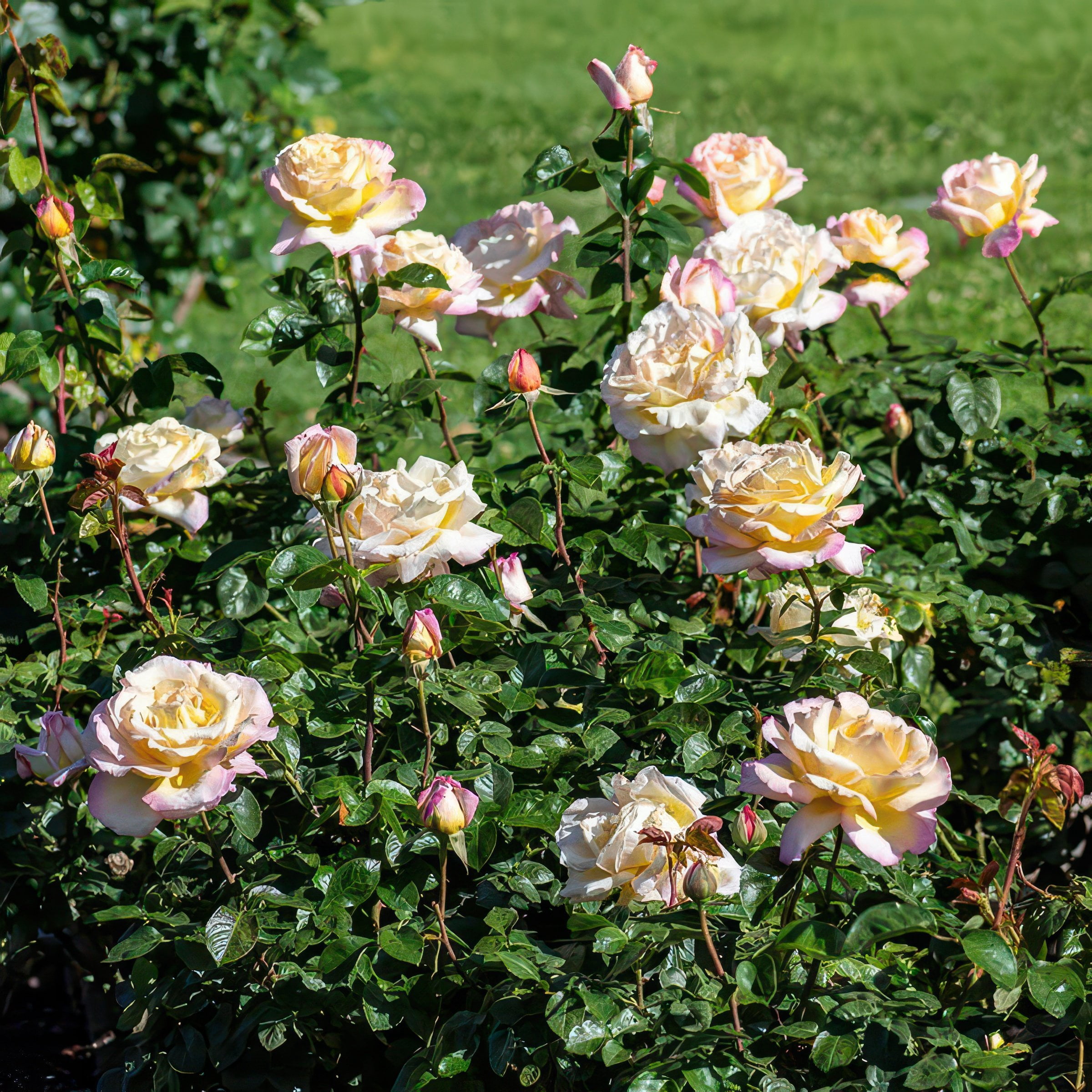National Plant Network Bare Root Peace Rose