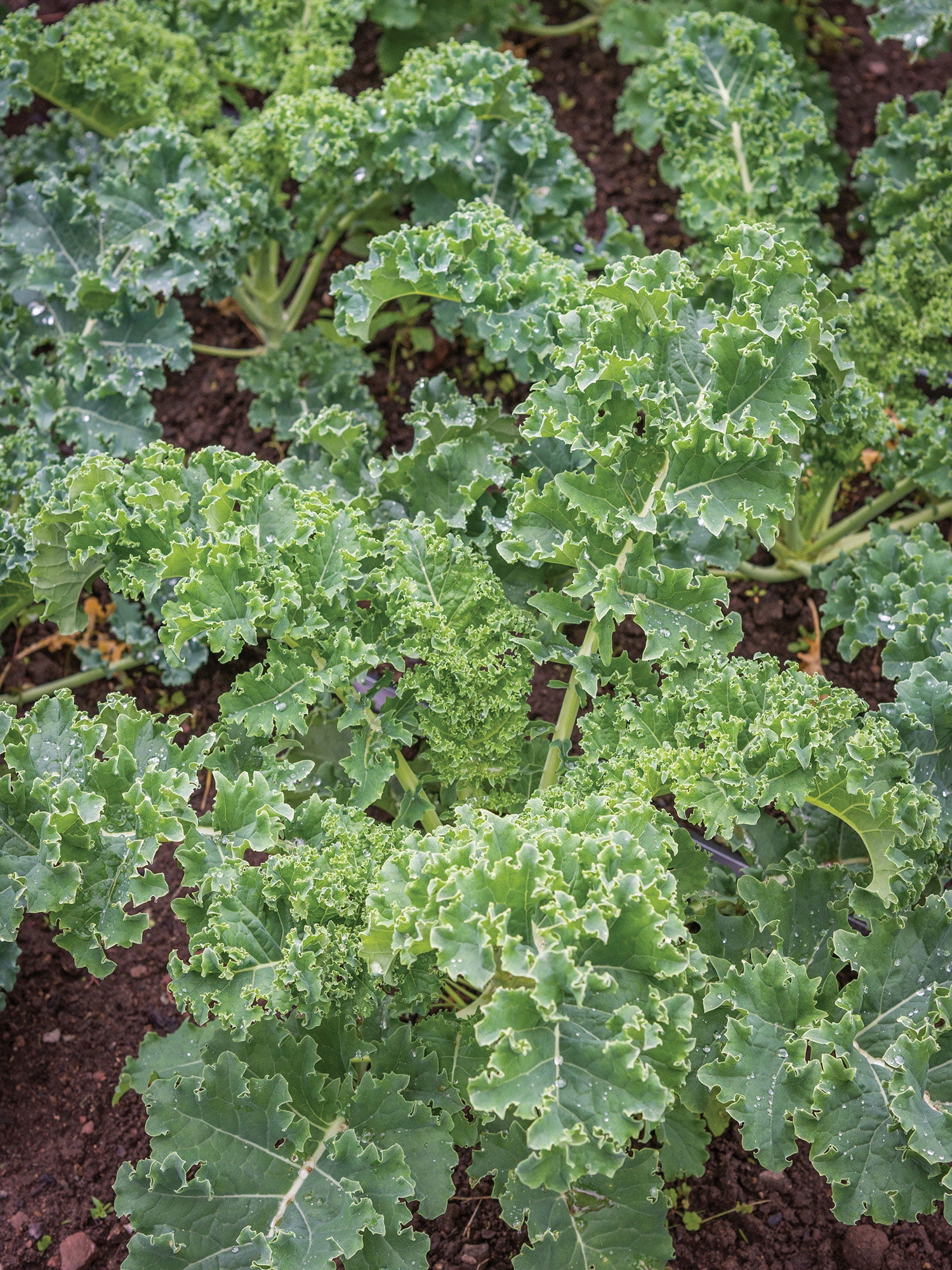 Burpee 2.3 gm Blue Curled Vates Dwarf Kale Plant Seeds, Annual Vegetable Seed, Full Sun