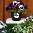 thumbnail image 2 of Baltimore Ravens Two-Pack Button Pot Set, 2 of 2