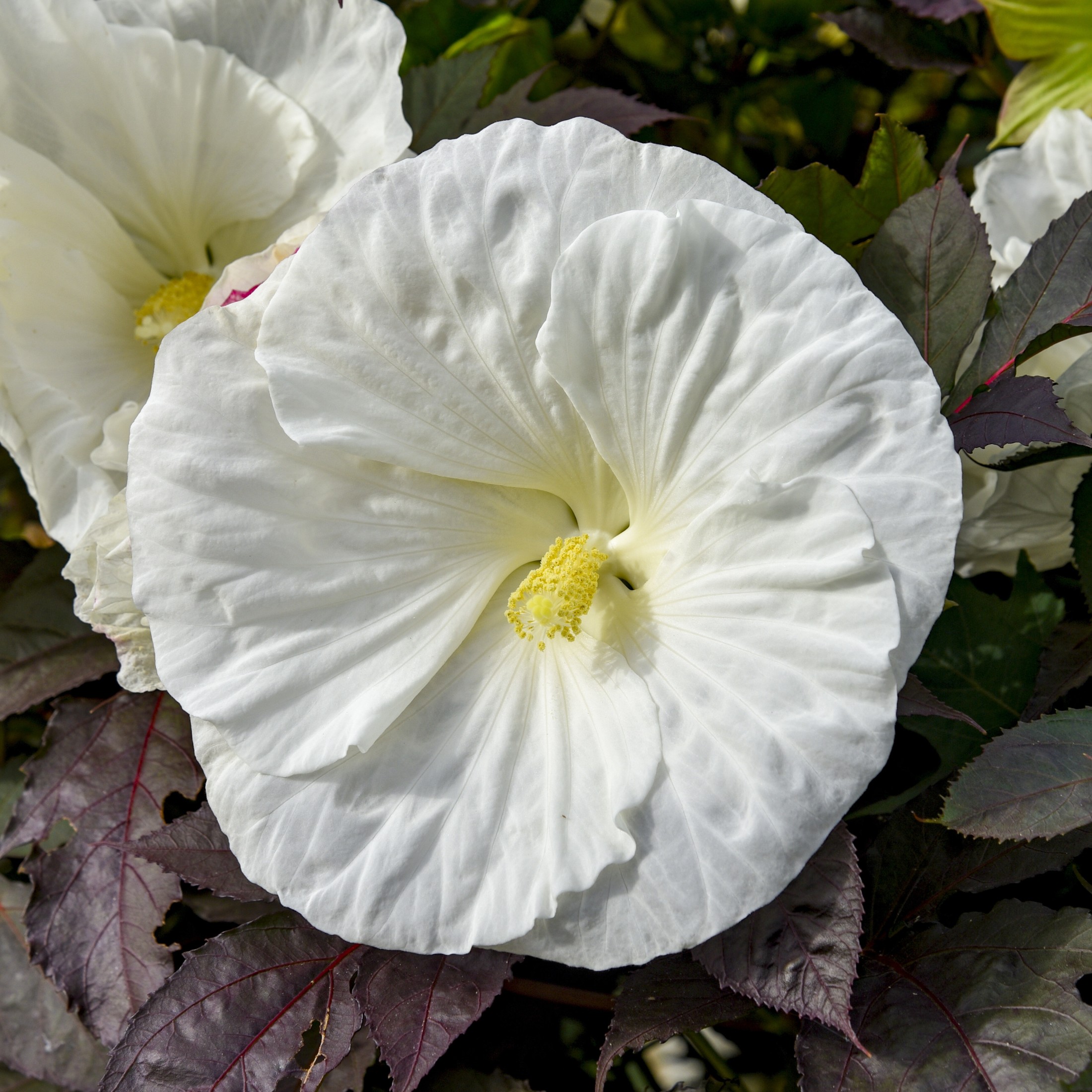 Proven Winners 18" White Summerific 'Cookies and Cream' Rose Mallow Live Plant in 8.88" Pot