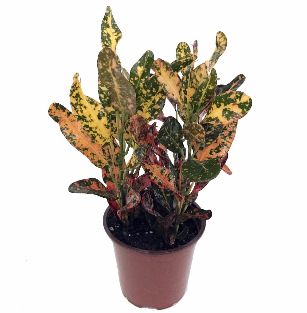 Zulu Croton 4" Pot Easy to Grow House Plant