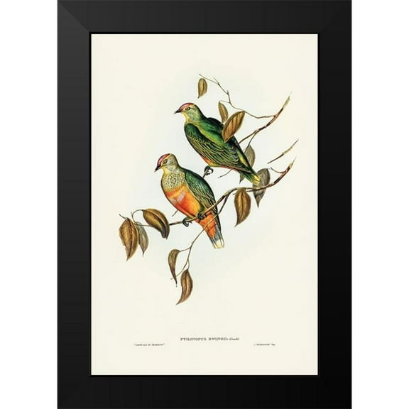 Gould, John 11x14 Black Modern Framed Museum Art Print Titled - Ewings Fruit Pigeon-Ptilinopus Ewingii