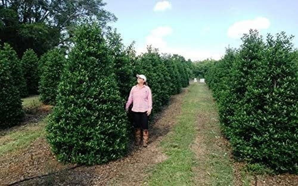 Nellie R. Stevens Holly - 3 Live Trees - Evergreen Privacy Plants