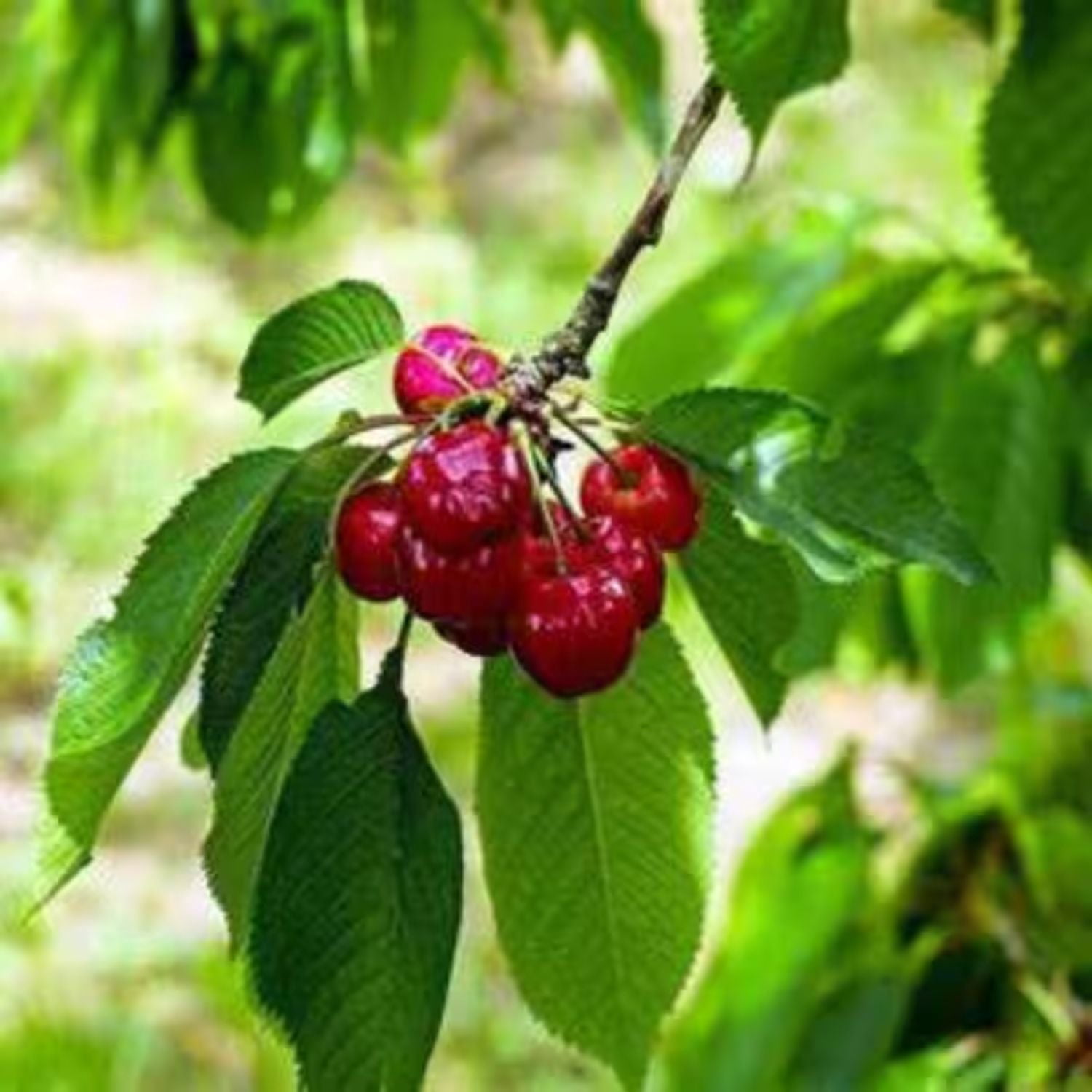 Expert Gardener 3-4 ft tall Tulare Fruiting Cherry Live Tree in 7-Gallon Grower Pot