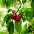 thumbnail image 4 of Expert Gardener 3-4 ft tall Tulare Fruiting Cherry Live Tree in 7-Gallon Grower Pot, 4 of 6