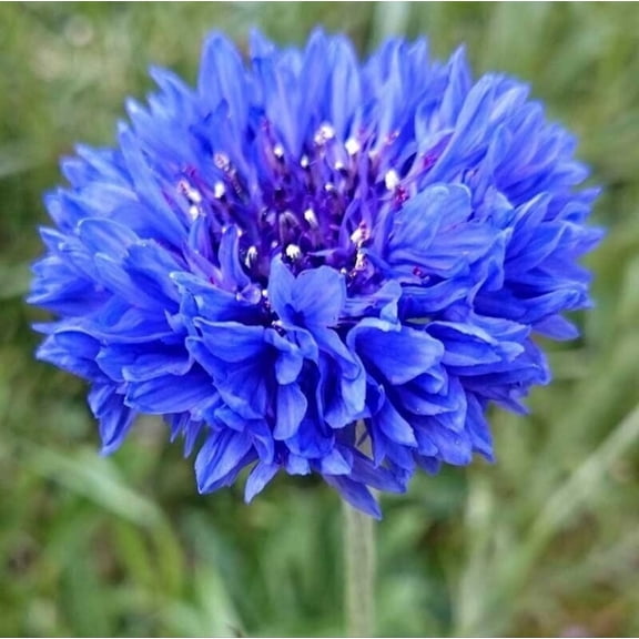 300 Centaurea cyanus Seeds Cornflower, Heirloom Flower - Elegant Blue Blooms