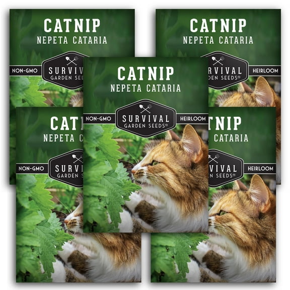 Catnip Seeds - 5 pack - Non-GMO Heirloom Full Sun Perennial Herb