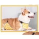 thumbnail image 4 of Protector De Vientre Para Perro, Babero Impermeable Para Perro, Protector De Pecho, Chaleco Para Vientre De Perro, Arnés Protector Para Cachorro De Pierna Corta Corgi,, 4 of 7