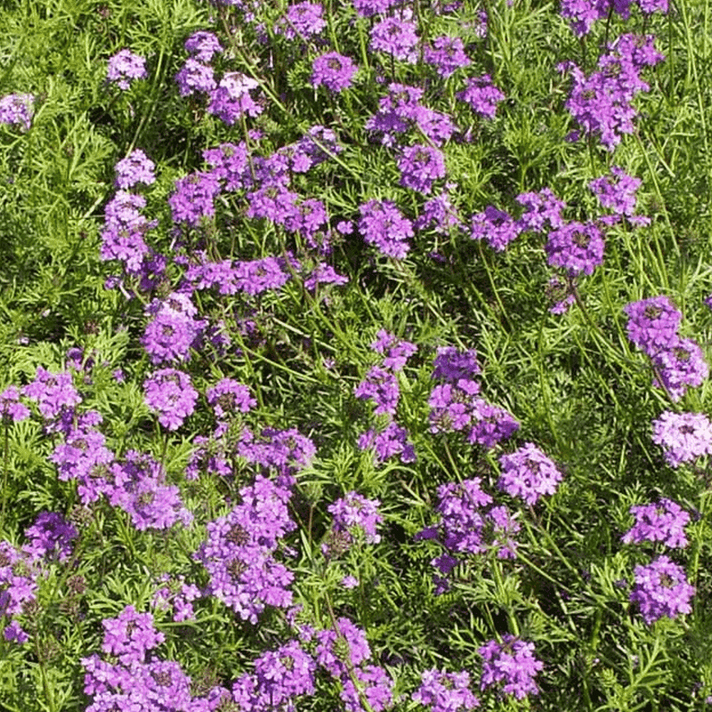 Perennial Groundcover Seeds Violet Heirloom 500ct Bulk Moss Verbena Seeds