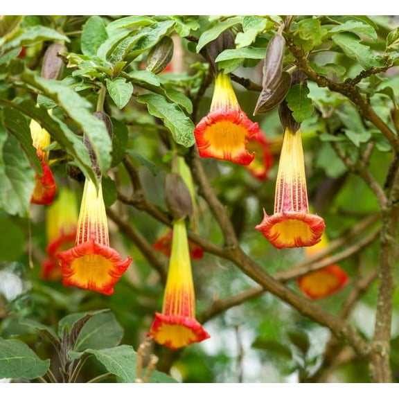 20 Red Angel's Trumpet Seeds for Planting - Brugmansia sanguinea