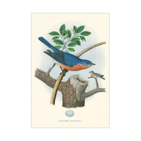 Eastern Bluebird Nest - Eastern Bluebird Nest and Eggs Print Wall Art