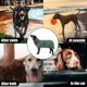 thumbnail image 4 of (S, Verde)Albornoz para perros,Albornoz de microfibra para mascotas,Abrigo refrescante para perros de secado súper rápido que absorbe la humedad para perros grandes y medianos, 4 of 5