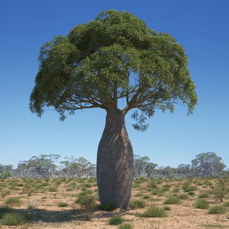 Queensland Bottle Tree Live Plant in 2" Pot - Brachychiton Rupestris, Rare Caudex Tree, Easy Care Indoor & Outdoor Plant
