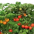 thumbnail image 5 of AeroGarden Red Heirloom Cherry Tomato Seed Pod Kit (6-Pod), 5 of 5
