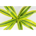thumbnail image 4 of Dracaena Deremensis 'Lemon Surprise' - 4" Pot - Live House Plant, 4 of 4