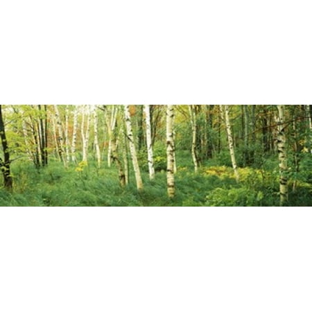 Betula Nigra River Birch Downy birch (Betula pubescens) trees in a forest Wild Gardens of Acadia Acadia National Park Maine USA Canvas Art - Panoramic Images (18 x 6) ()