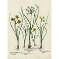 thumbnail image 2 of Besler, Basilius 12x14 White Modern Wood Framed Museum Art Print Titled - Besler Narcissus II, 2 of 4