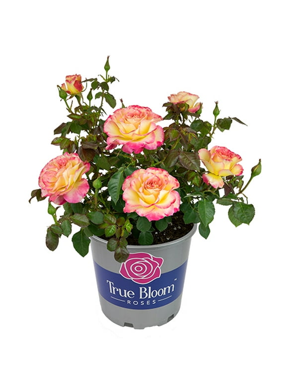 Rose Bushes in Garden Bushes