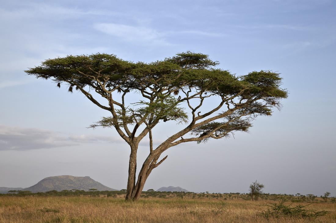 Acacia Tree, Serengeti National Park, Tanzania, East Africa, Africa ...