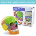 thumbnail image 2 of Modelo de calavera de anatom&iacute;a de 15 partes, anatom&iacute;a humana despiezada, desmontable, tama&ntilde;o palma, mini modelo de calavera m&eacute;dica de color humano, equipo d, 2 of 7