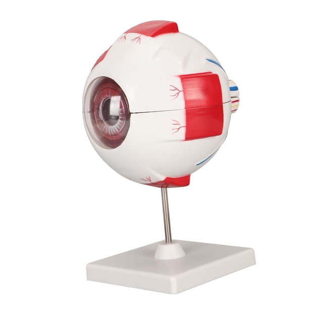 Modelo De Ojo Humano 6x Agrandado – 7 Piezas Desmontables En PVC, Ideal Para Enseñanza De Anatomía Y Oftalmología
