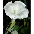 thumbnail image 2 of PEMDASGARDEN White Devils Trumpet Datura, 25 Seeds Pack, 2 of 4