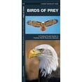 thumbnail image 3 of Pocket Naturalist Birds Of Prey, 3 of 4