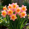 thumbnail image 2 of Daffodil, Low Maintenance - Easy Grow - Ideal for Beds Borders, Plant Pots & Planters, 2 of 7