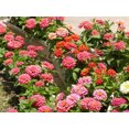 thumbnail image 5 of 250 ZIN MASTER ZINNIA Mix Elegans Mixed Colors Flower Seeds, 5 of 5