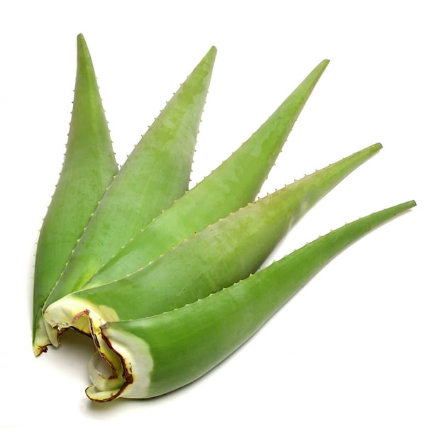 buy aloe vera leaf
