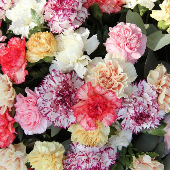 30 Rare Seeds, Mixed Color Carnations, Dianthus Seeds