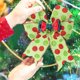 thumbnail image 3 of Christmas Red And Green Polka-Dots Bow Hair Accessories 12-Pack For Christmas Tree Decor, 3 of 5