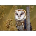 thumbnail image 2 of Fitzharris, Tim 18x14 Black Ornate Wood Framed with Double Matting Museum Art Print Titled - Barn Owl II, 2 of 4