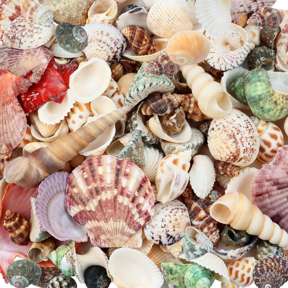 Natonhi 1.1lb Sea Shells Bulk Mixed Ocean Beach Seashells Various Sizes Natural Sea Shell for Crafts Home Decorations Beach Theme Party Wedding Decor DIY Crafts Crafts Supplies Vase Fillers
