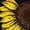 Brown, variant on Brown Womens Tops Sunflower Shirts for Women Cute Dandelion Graphics Tshirt Summer Women Short Sleeve Tee Tops Going Out Tops for Women