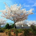 thumbnail image 6 of Brighter Blooms - Yoshino Cherry Tree, 5-6 ft. - No Shipping to AK, AZ, CA, CO, HI, ID, OR, WA, 6 of 6