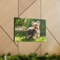 thumbnail image 6 of Majestic Yorkshire Terrier Art Majestic Yorkshire Terrier Print Animal Wall Art Wildlife Canvas Prints Wall Art Ready to Hang Unframed, 6 of 18