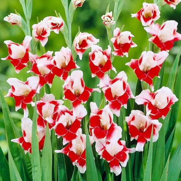 Bizar Dutch Gladiolus Flower Bulbs - 10 Bulbs Per Pack - Red and White Flowers - Attracts Butterflies and Hummingbirds - Deer Resistant - Good as Cut Flowers - Perennializing
