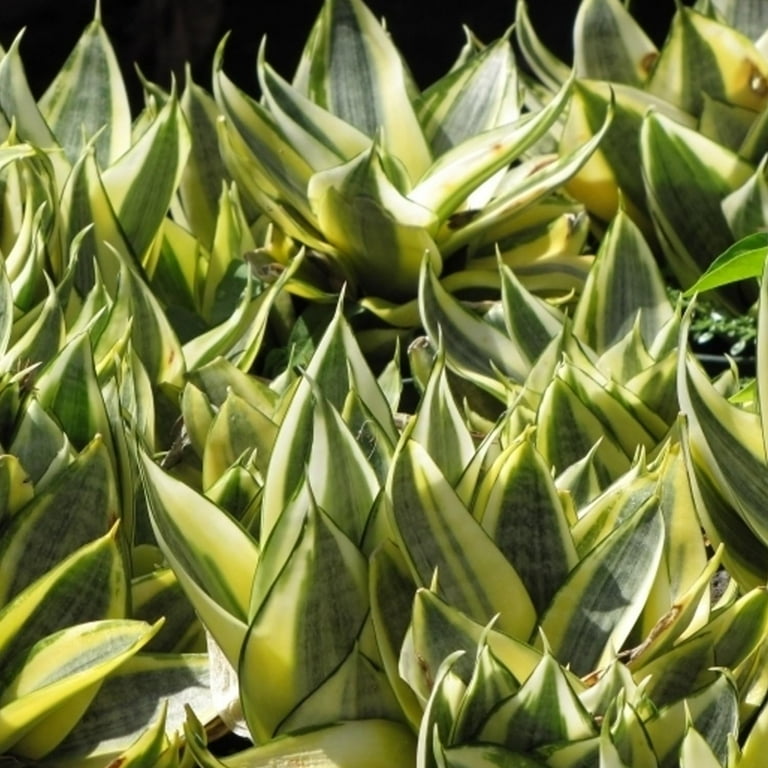 plain green spider plant Spider Plant Chlorophytum comosum